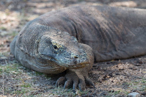 Komodo Warane