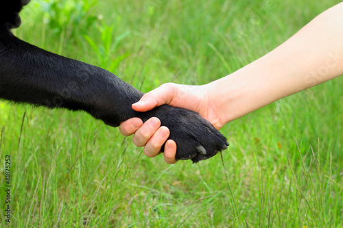 dog paw child's hand friendship photo