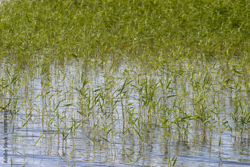 Reeds in the water at the beach Reeds in the water at the beach