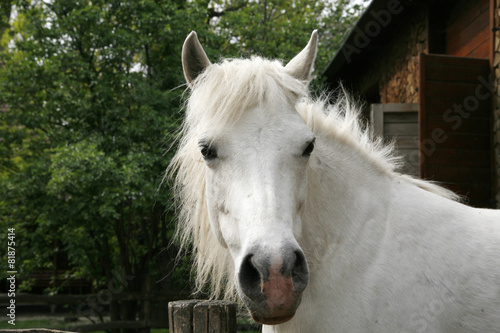 Sideview headshot of a gray pony horse