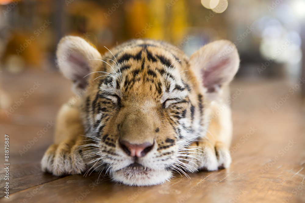 Naklejka premium Śliczny tygrys śpi na drewnianej podłodze
