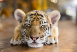 Cute tiger cub sleeping on a wooden floor