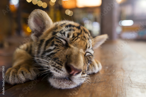a small tiger sleeping