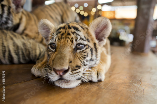 little tiger cub relaxing on a wooden floor