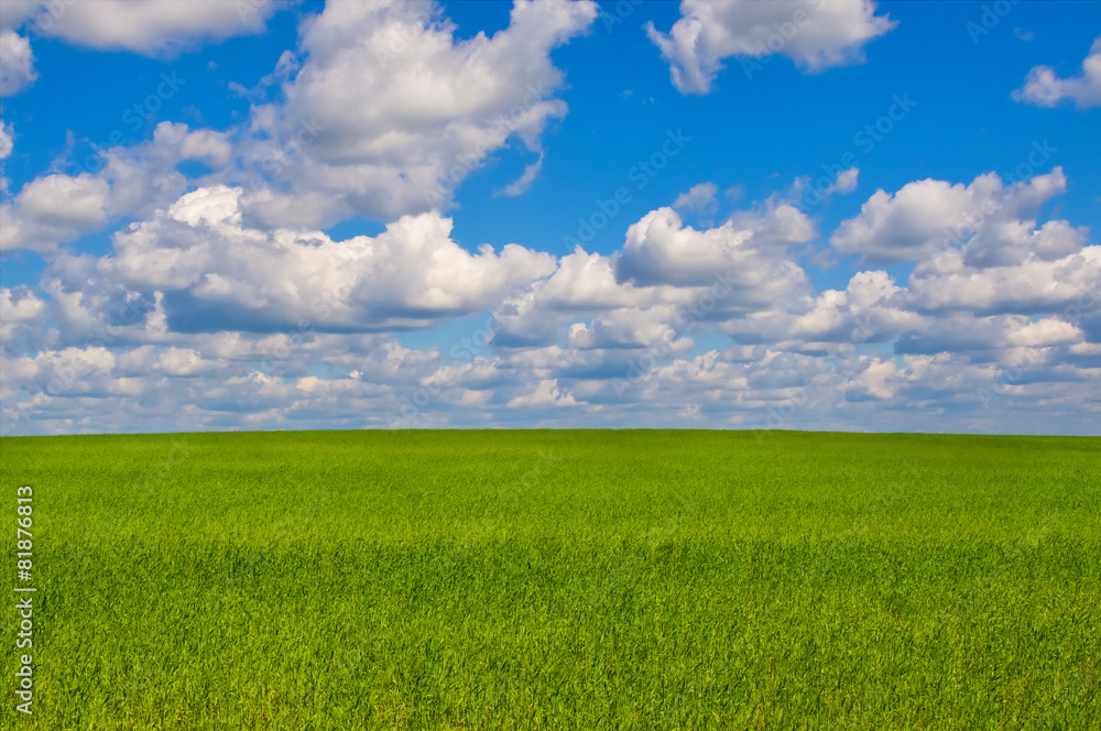 Green meadow in sunny day. Summer landscape Green meadow in sunny day. Summer landscape