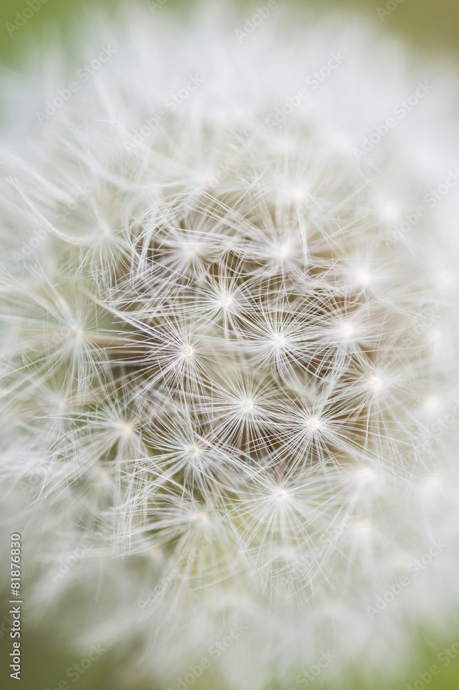 Naklejka premium Close up of Dandelion seed head