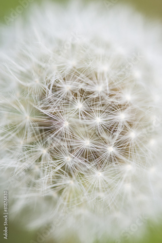 Close up of Dandelion seed head