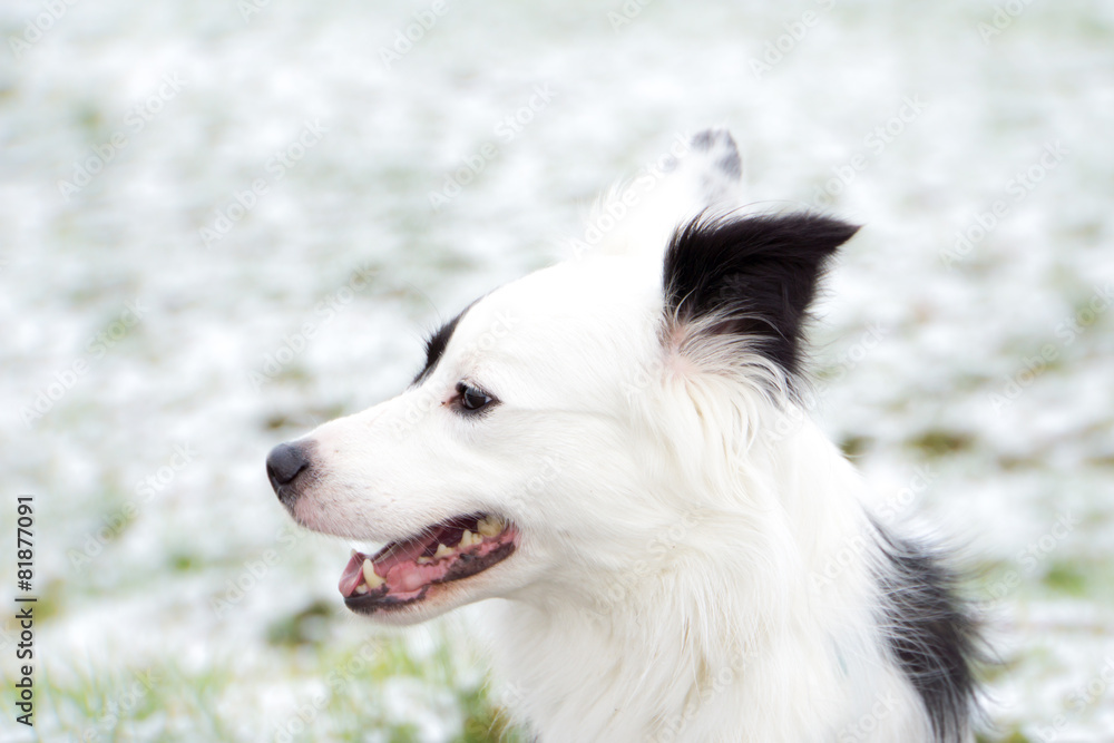 border collie mix (47) border collie mix (47)