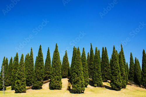 Beautiful pine trees on high mountains with sky background. © Pheniti