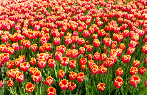 red tulip flowers © Nitr