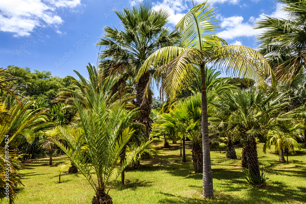 Tropical Botanical Garden in Funchal, Madeira island, Portugal Tropical Botanical Garden in Funchal, Madeira island, Portugal