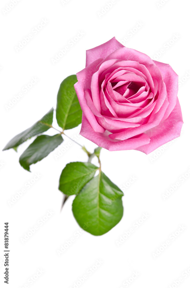 beautiful single pink rose on a white background. top view beautiful single pink rose on a white background. top view