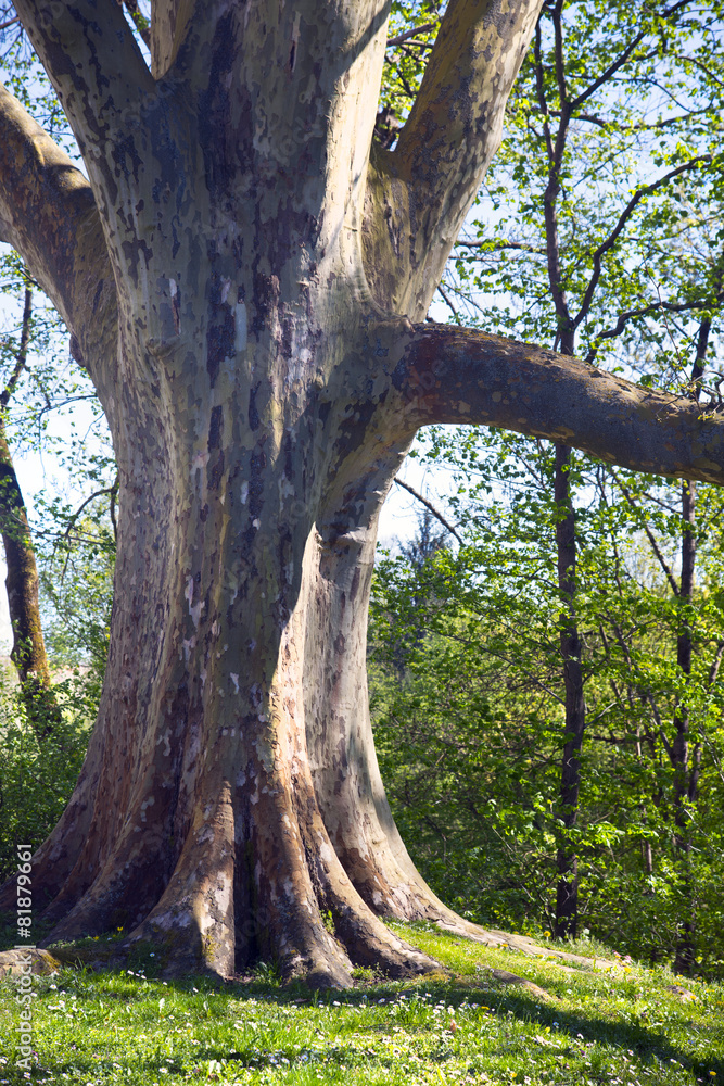 Fototapeta premium Gewaltiger alter Baum