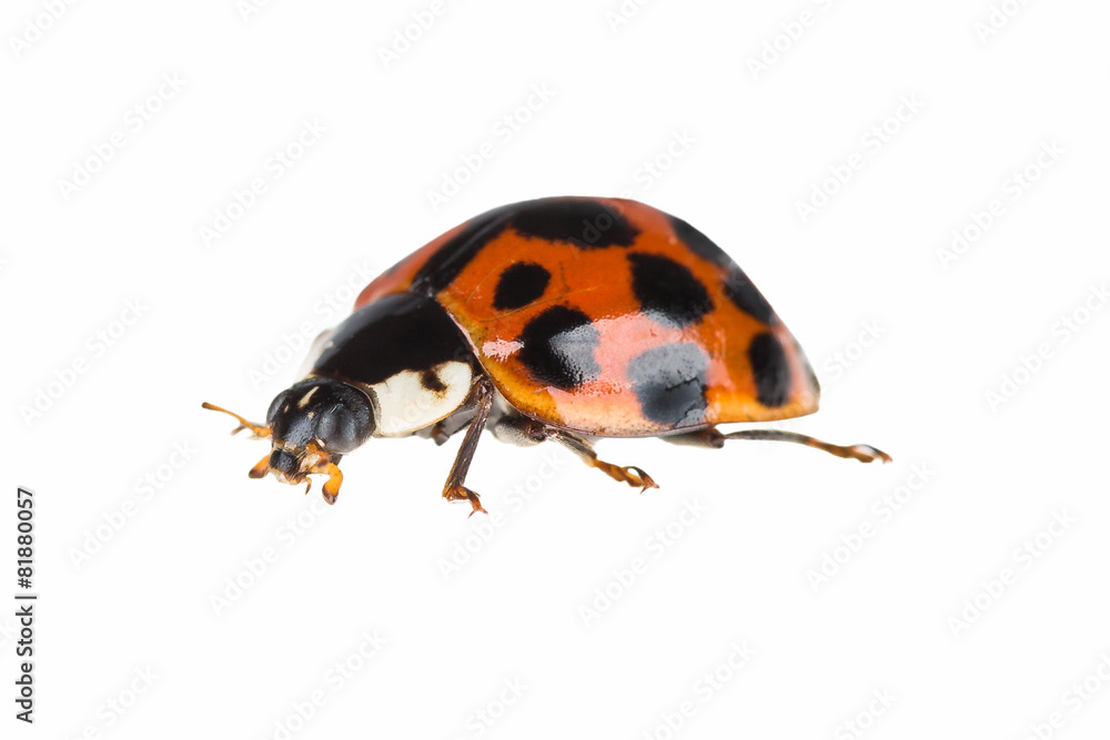 ladybug on a white background ladybug on a white background