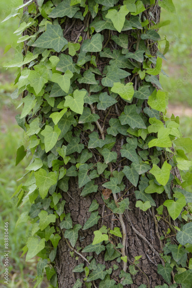 ivy plant on tree trunk ivy plant on tree trunk