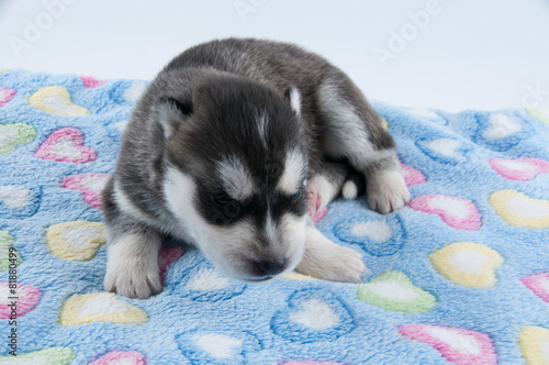 Husky Welpe Apr15