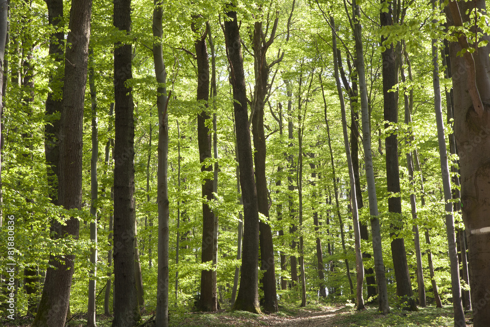 forêt chemin