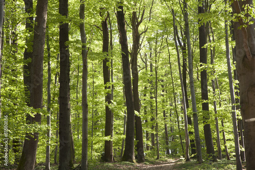 forêt chemin