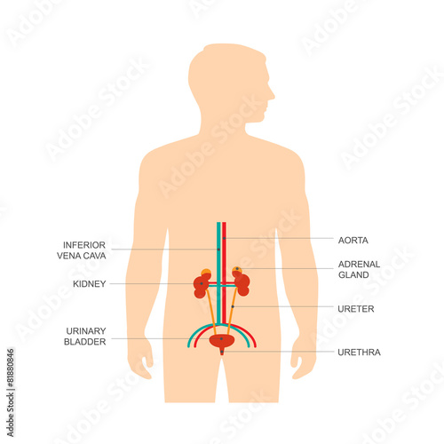 human urinary system anatomy, vector medical kidney