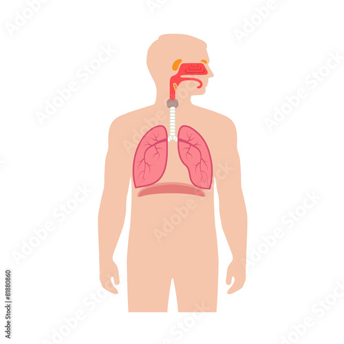 human respiratory system anatomy, vector medical nose