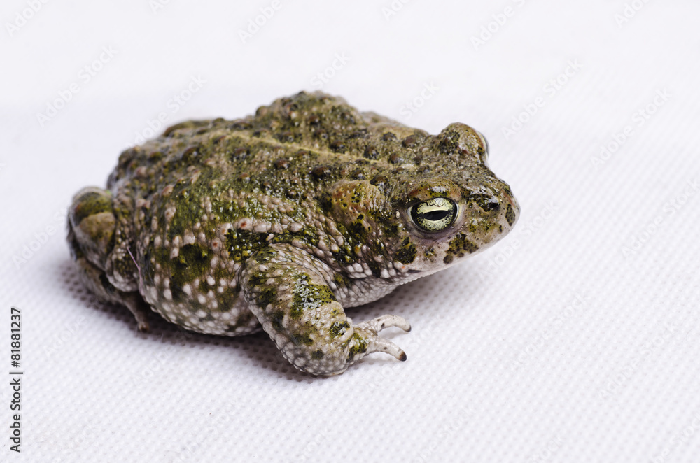 Fototapeta premium Bufo calamita