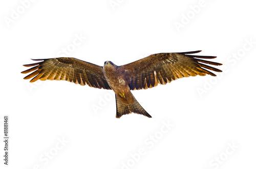 Flying Yellow-billed kite