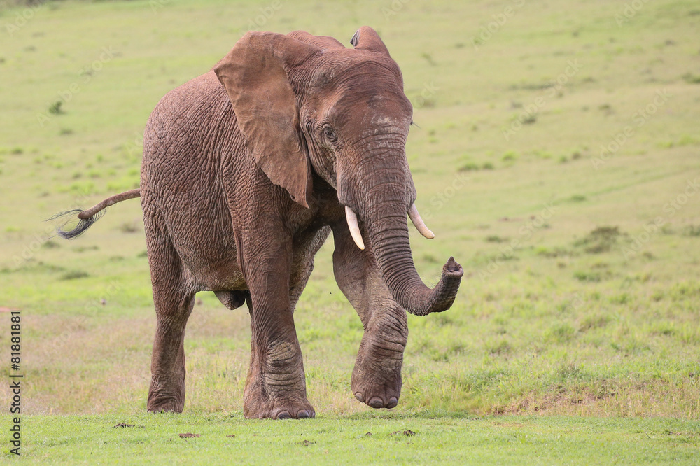 Fototapeta premium African Elephant Male