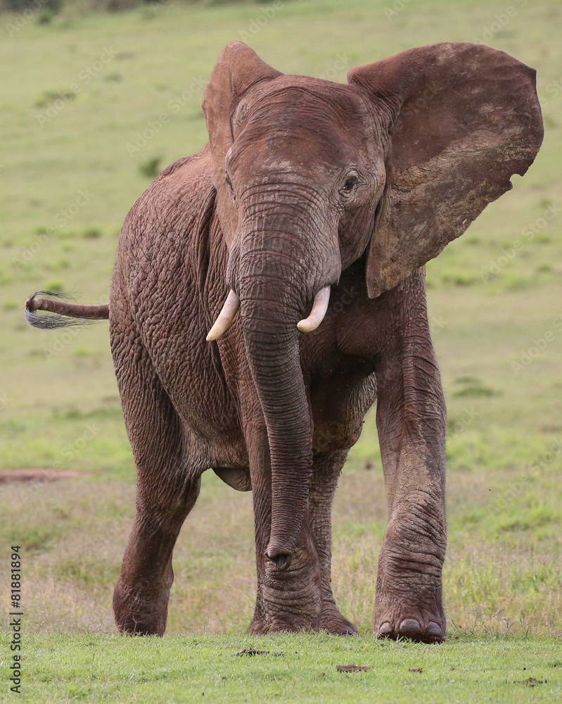 Obraz premium African Elephant Male