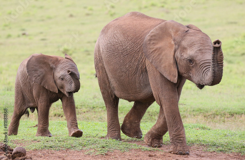 Young African Elephant Friends