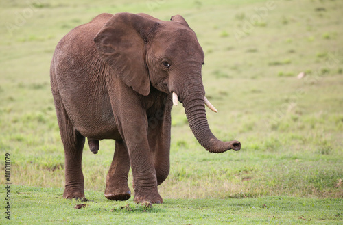 African Elephant Male