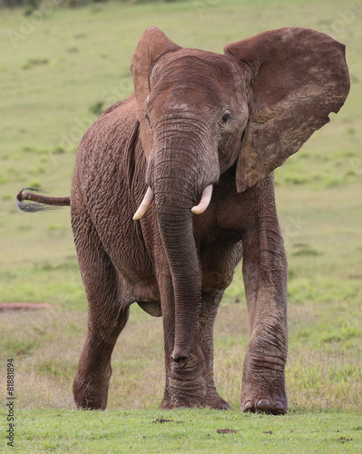African Elephant Male