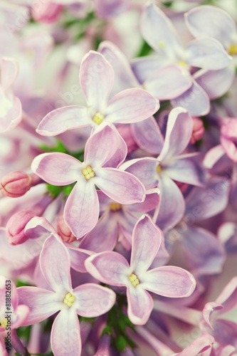 lilac isolated on white