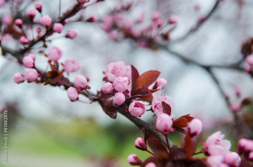 Beautiful flowering Japanese cherry - Sakura. Beautiful flowering Japanese cherry - Sakura.