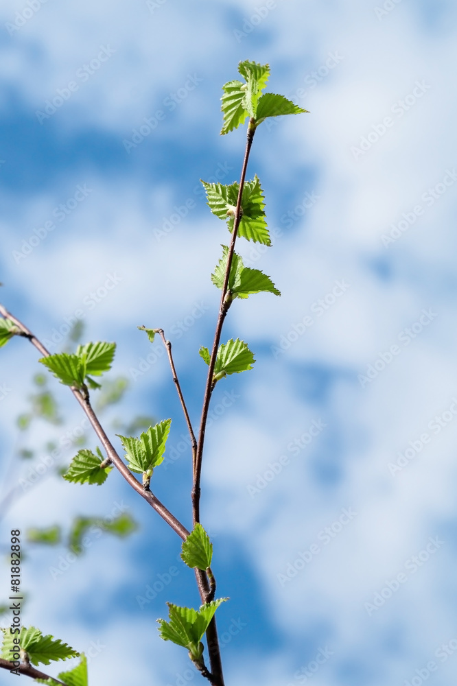 green young leaves against the blue sky green young leaves against the blue sky
