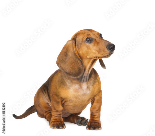 Dachshund Dog isolated on white background
