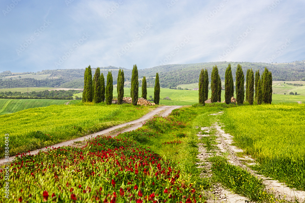 Italian summer landscape with cypresses and bright red flowers