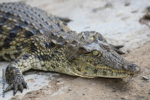 Crocodile Reptle Portrait