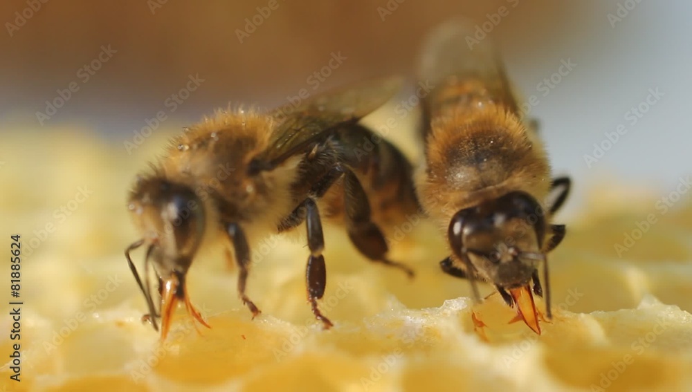 Bees convert nectar into honey Stock Video Adobe Stock