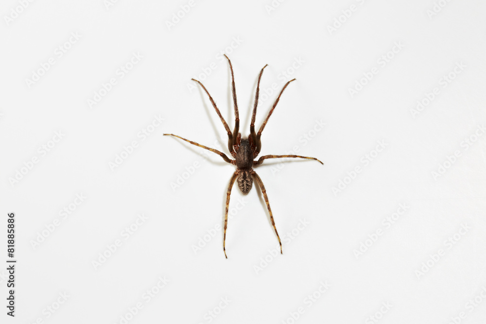 Spinne, von oben Spinne, von oben
