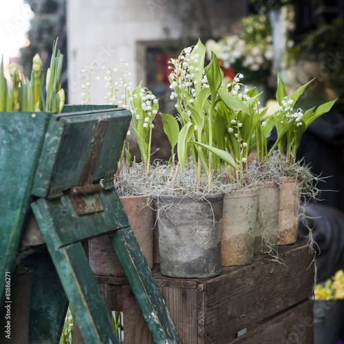 Fototapeta Naklejka Na Ścianę i Meble -  ceramic pot with lily-of-the-valley flowers on wooden background