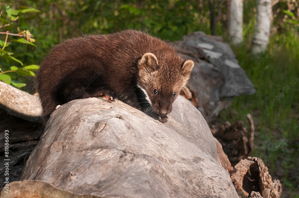 Fototapeta premium Young Fisher (Martes pennanti) Crawls Across Log