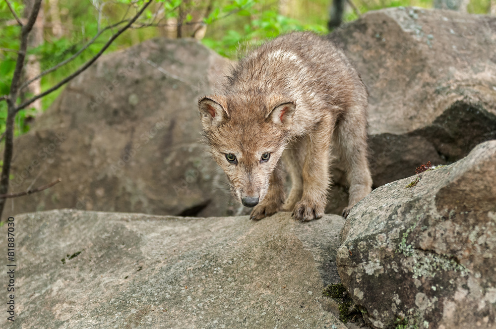 Grey Wolf (Canis lupus) Pup Looks Down from Atop Rock Grey Wolf (Canis lupus) Pup Looks Down from Atop Rock