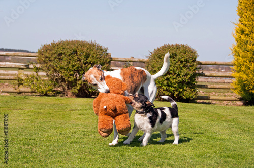 Photography Two dogs playing with a teddy bear