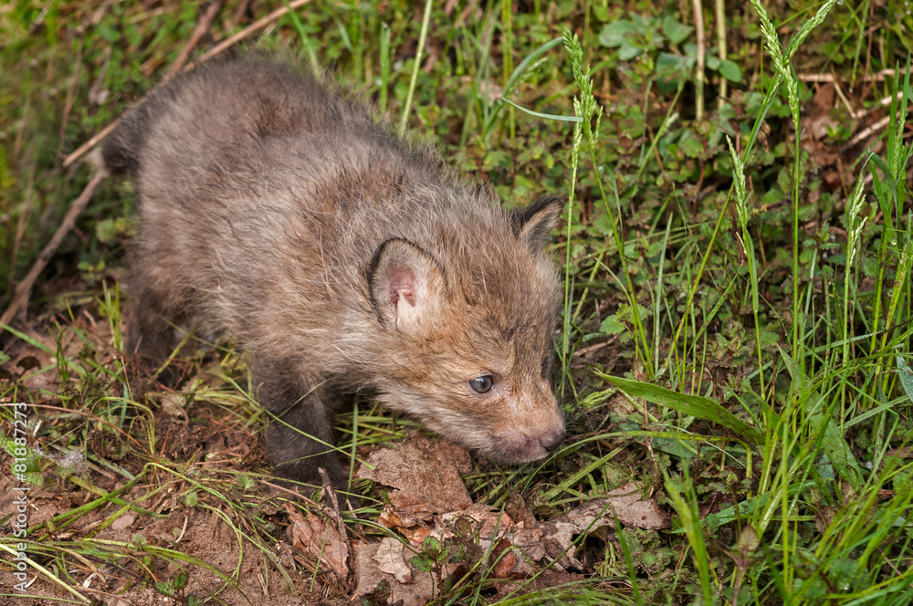 Red Fox Kit (Vulpes vulpes) Moves Right