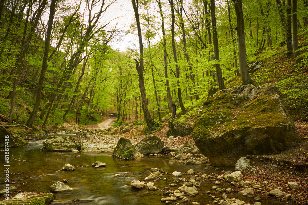 River in the woods River in the woods
