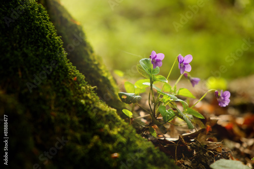 Violet on the spring forest