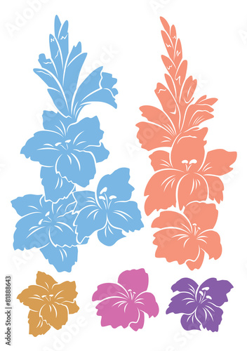 Fototapeta Naklejka Na Ścianę i Meble -  gladiolus