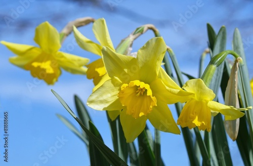 Fototapeta Naklejka Na Ścianę i Meble -  Beautiful yellow daffodils