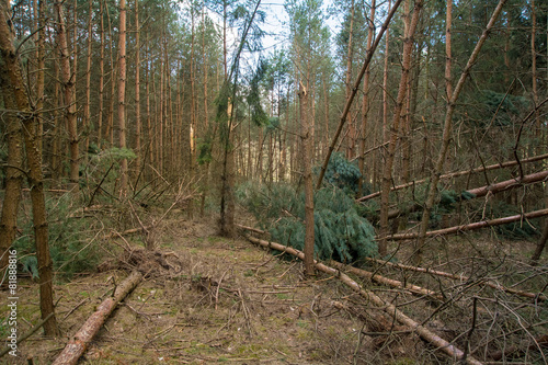 Obraz na płótnie Windbreaks w salonie
