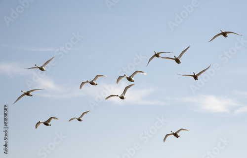 Swans in flight